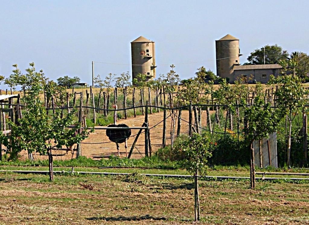 B&B Corte Degli Struzzi Pescia Romana Exteriör bild